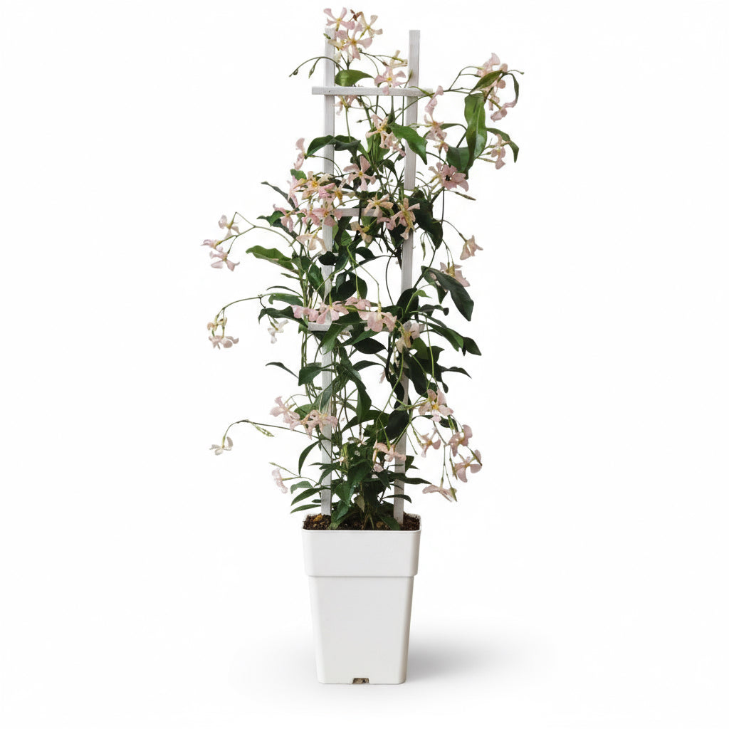 Trachelospermum ‘Star of Ibiza’ – Gessamí estrellat rosa – D15cm x H65cm - Verdeia - 2