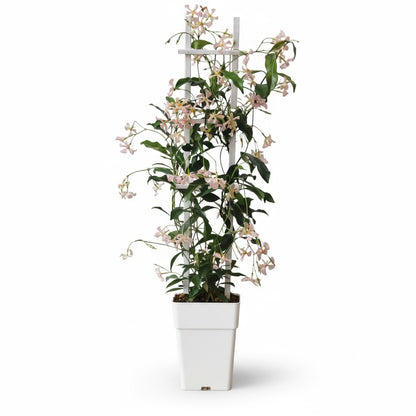 Trachelospermum ‘Star of Ibiza’ – Jasmin étoilé rose – D15cm x H65cm - Verdeia