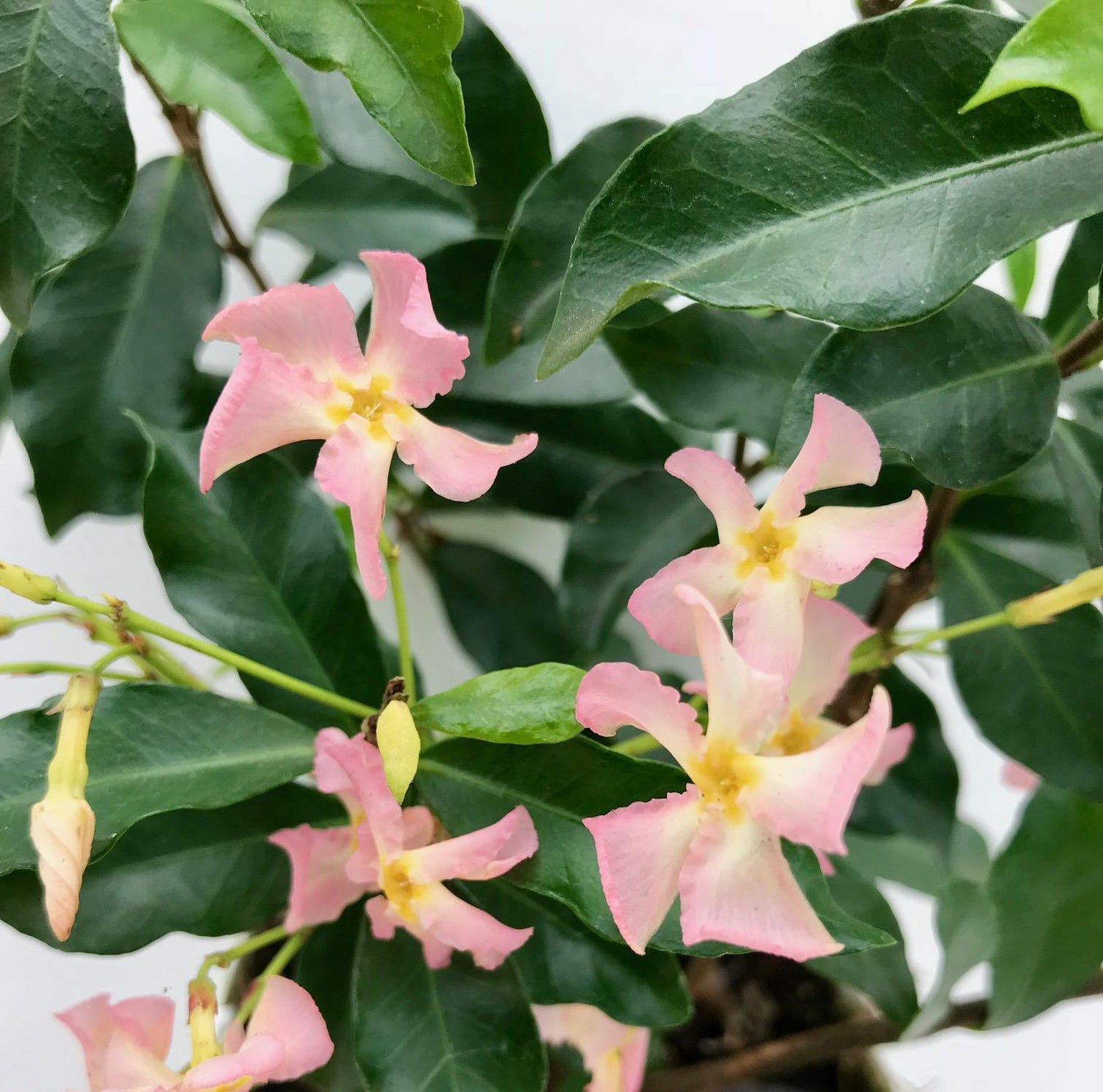 Trachelospermum ‘Star of Ibiza’ – Jasmin étoilé rose – D15cm x H65cm - Verdeia