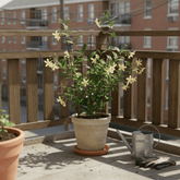 Trachelospermum ‘Estrella de Toscana’ – Jazmín estrellado amarillo – D15 x H65cm - Verdeia - 3