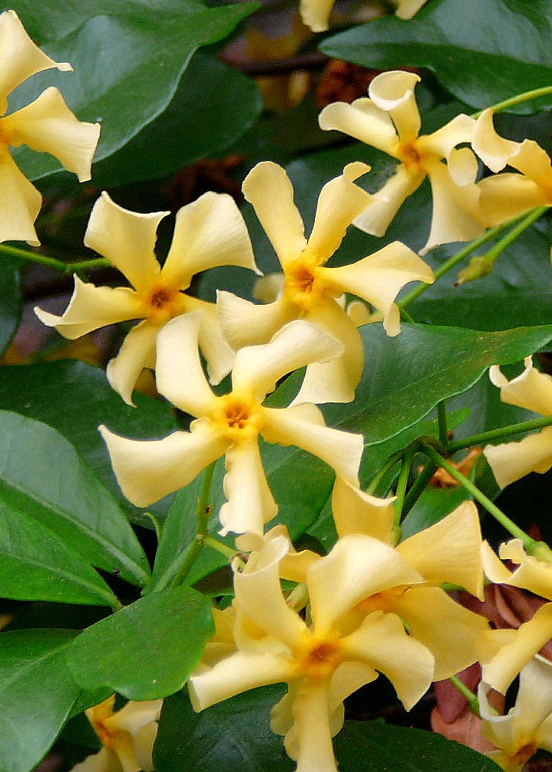 Trachelospermum ‘Star of Toscana’ – Jasmin étoilé jaune – D15cm x H65cm - Verdeia