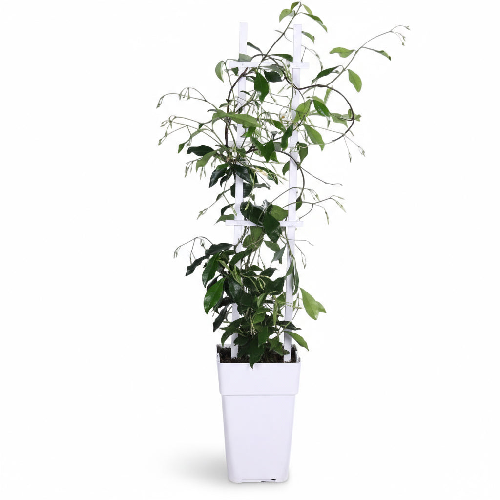 Trachelospermum ‘Star of Venice’ – Jasmin étoilé blanc – D15cm x H65cm - Verdeia