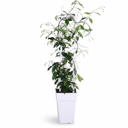 Trachelospermum ‘Star of Venice’ – Jasmin étoilé blanc – D15cm x H65cm - Verdeia