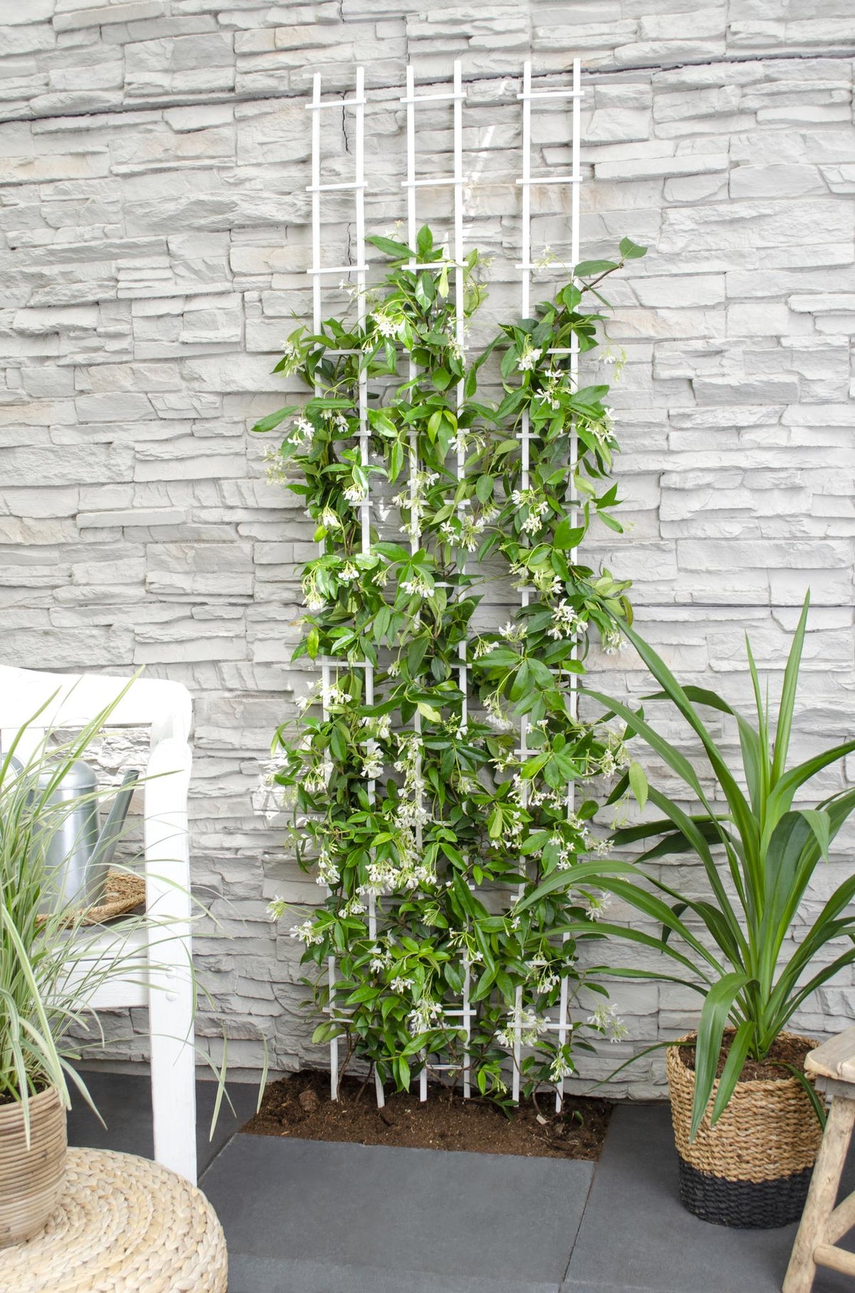 Trachelospermum ‘Star of Venice’ – Gessamí estrellat blanc – D15cm x H65cm - Verdeia - 5