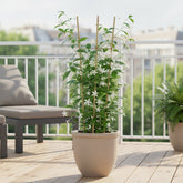 Trachelospermum ‘Estrella de Venecia’ – Jazmín estrellado blanco – D15cm x A65cm - Verdeia - 3