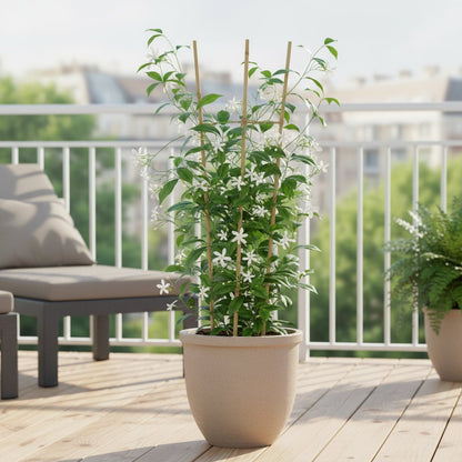 Trachelospermum ‘Star of Venice’ – Jasmin étoilé blanc – D15cm x H65cm - Verdeia