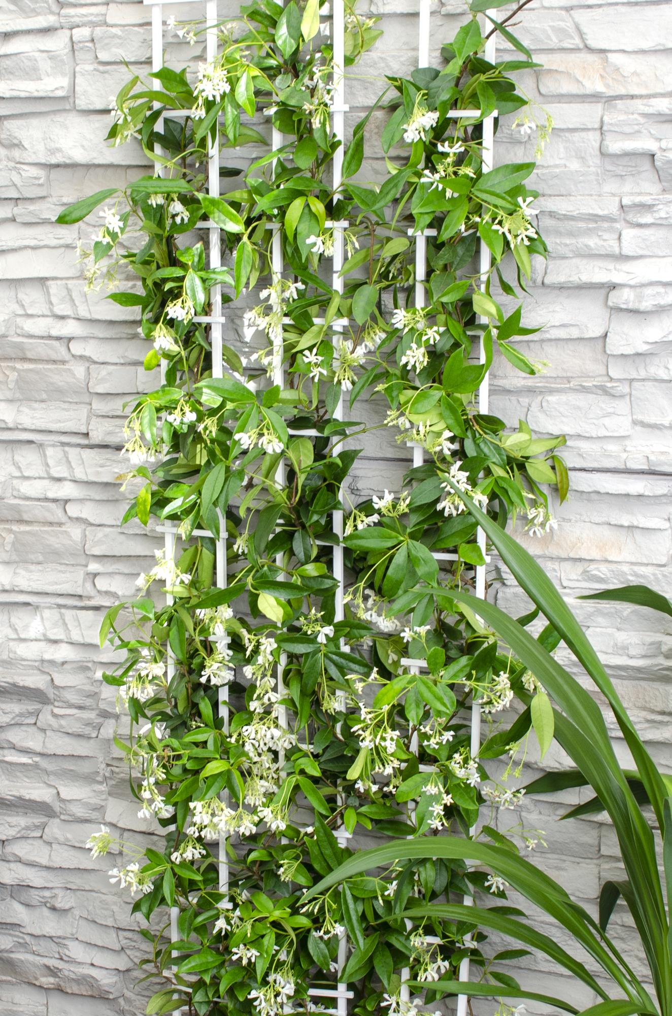 Trachelospermum ‘Star of Venice’ – Jasmin étoilé blanc – D15cm x H65cm - Verdeia