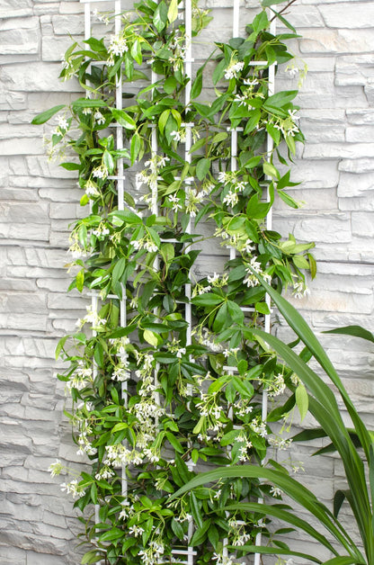 Trachelospermum ‘Star of Venice’ – Jasmin étoilé blanc – D15cm x H65cm - Verdeia
