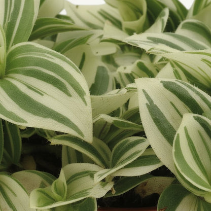 Tradescantia ‘Brightness’ — D12 x A20 cm - Verdeia - 2