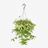 Tradescantia Yellow Hill — Wandering Jew — Ø17 cm — H40 cm - Verdeia - 1