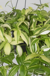 Tradescantia Yellow Hill — Wandering Jew — Ø17 cm — H40 cm - Verdeia - 2