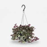 Tradescantia Zebrina Purpusii — Purple Wandering Jew — Ø17 cm — H30 cm - Verdeia - 1