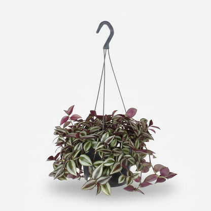 Tradescantia Zebrina Purpusii — Purple Wandering Jew — Ø17 cm — H30 cm - Verdeia - 1
