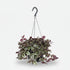 Tradescantia Zebrina Purpusii — Purple Wandering Jew — Ø17 cm — H30 cm - Verdeia - 1