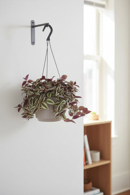 Tradescantia Zebrina Purpusii — Purple Wandering Jew — Ø17 cm — H30 cm - Verdeia - 3