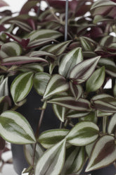 Tradescantia Zebrina Purpusii — Purple Wandering Jew — Ø17 cm — H30 cm - Verdeia - 2