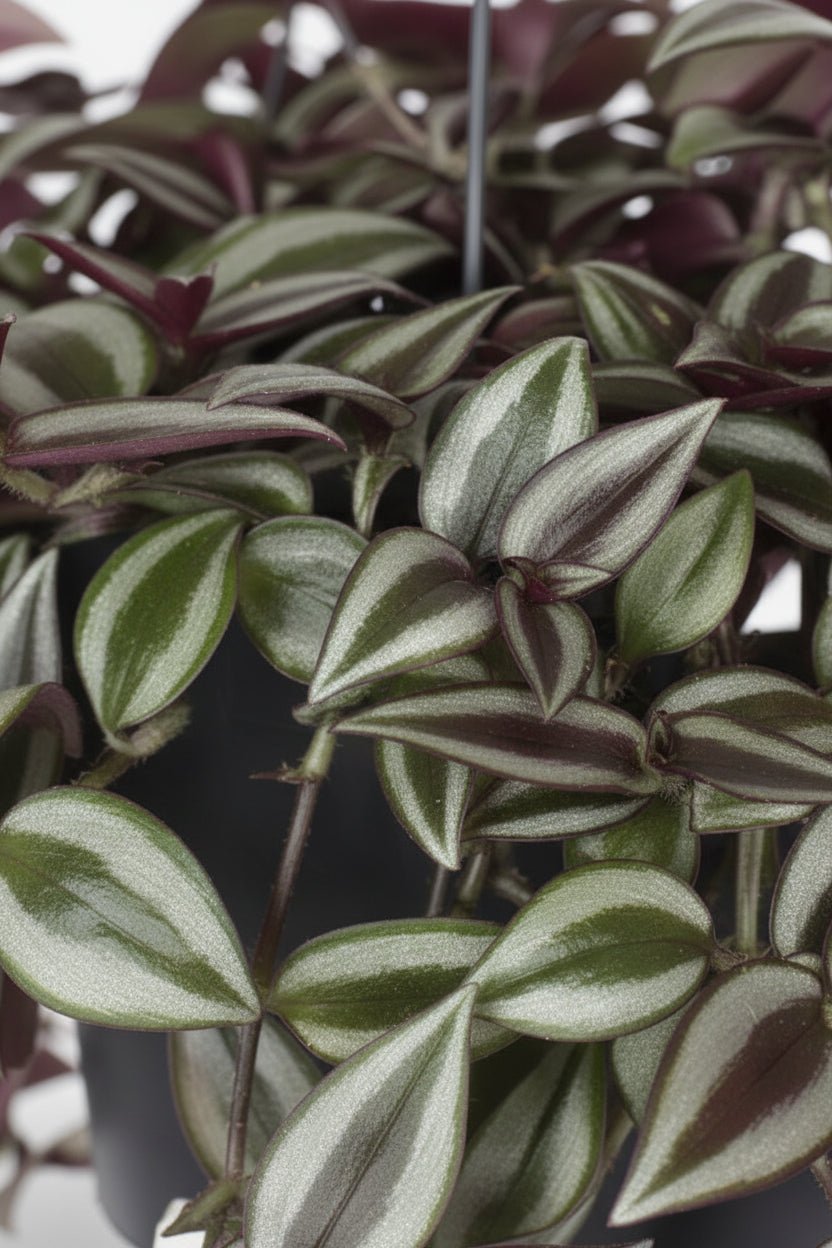 Tradescantia Zebrina Purpusii — Purpur Misère — Ø17 cm — H30 cm - Verdeia - 2