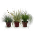 Trio de graminées Festuca, Carex et Stipa (Bleu, jaune et vert) — H50 cm | 3 pots Ø17 cm - Verdeia - 1