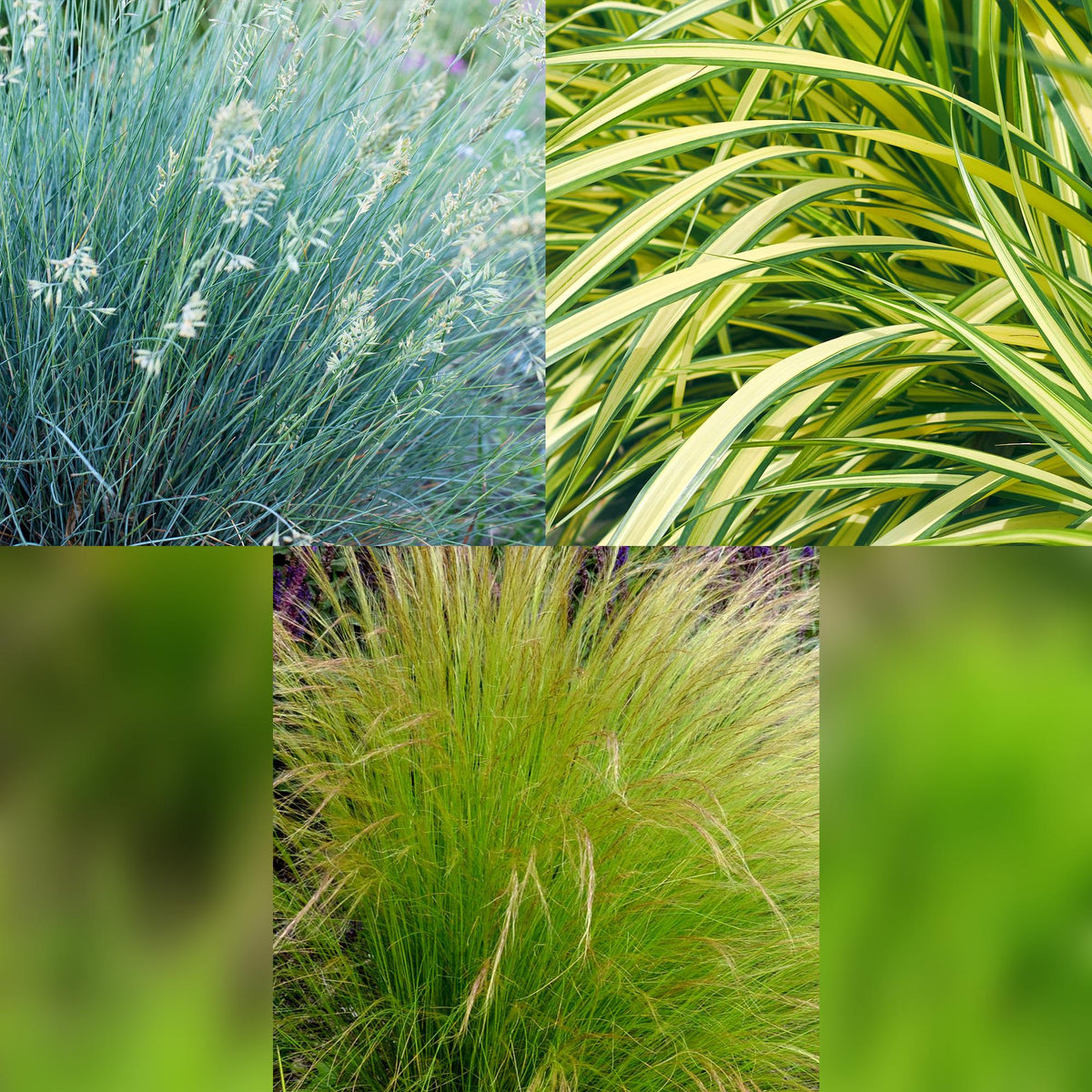 Trio de graminées Festuca, Carex et Stipa (Bleu, jaune et vert) — H50 cm | 3 pots Ø17 cm - Verdeia - 2