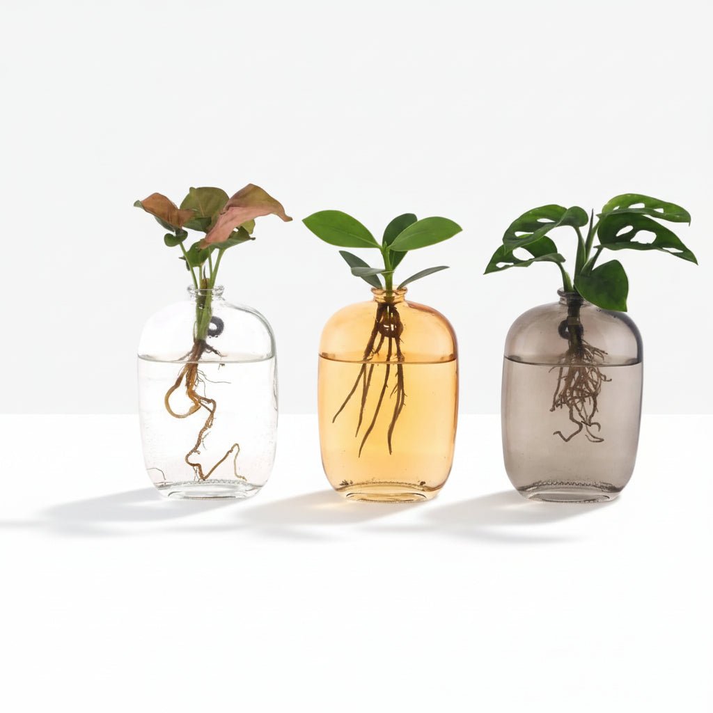Trio hydroponischer Pflanzen — Bunte Santiago-Gläser - H10 cm | Ø7 cm - Verdeia - 2