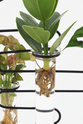 Trio de plantes hydroponiques — Support circulaire métal noir - Verdeia - 2