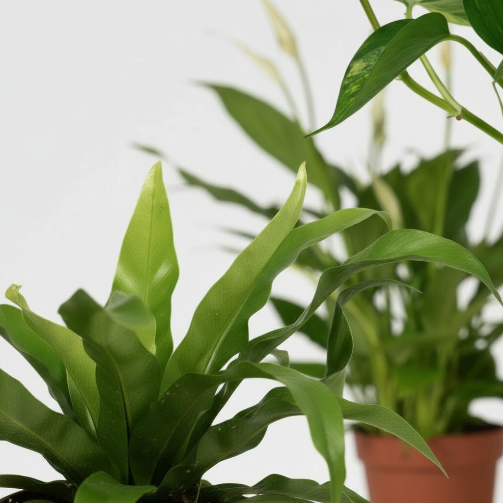 Luftreinigendes Trio – Asplenium, Spathiphyllum &amp; Epipremnum — Ø12 cm — H20 bis 45 cm - Verdeia - 2