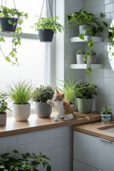 Trio pet-friendly — Cyperus, Callisia et Chlorophytum — H20 cm | Pot Ø12 cm - Verdeia - 3