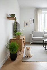 Trio pet-friendly — Cyperus, Callisia et Chlorophytum — H20 cm | Pot Ø12 cm - Verdeia - 4