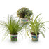 Trio pet-friendly — Cyperus, Callisia e Chlorophytum — H20 cm | Vaso Ø12 cm - Verdeia - 2