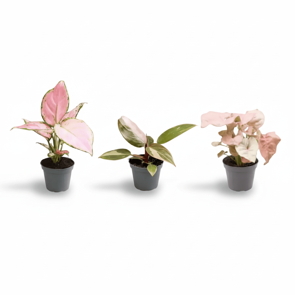 Trio Pink is the New Green — Syngonium, Aglaonema i Philodendron roses - Verdeia - 1