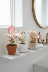 Trío Pink es el Nuevo Verde — Syngonium, Aglaonema y Philodendron rosas - Verdeia - 3