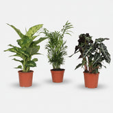 Trio surprise — 3 plantes d&