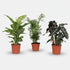 Trio surprise — 3 plantes d&