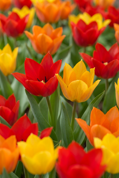 Tulipán botánico Praestans, mezcla de colores (Tulipa praestans) — Bulbos calibre 8/9 - Verdeia - 1