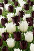 Tulipe &
