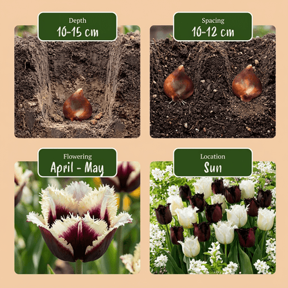 Tulipe &