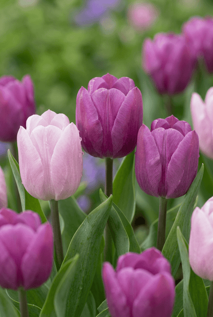 Tulipe &