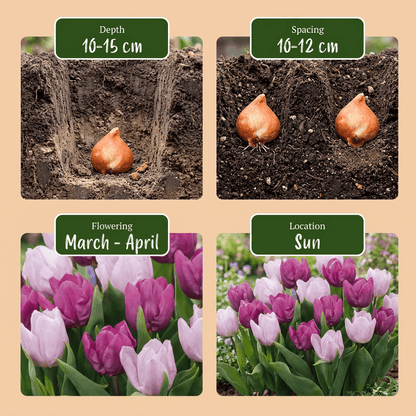 Tulipe &