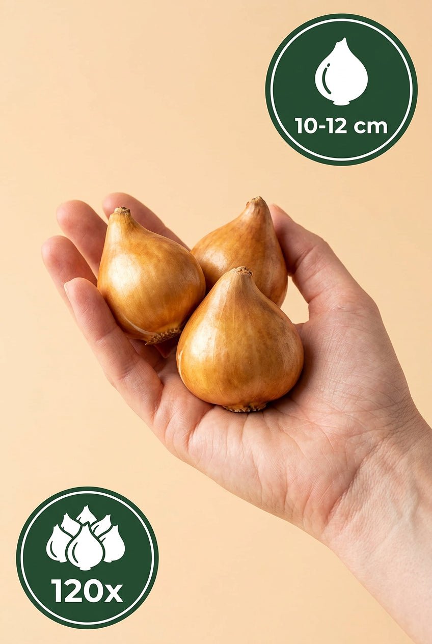 Tulipe Darwin hybride en mélange (Tulipes multicolores) — Bulbes calibre 11/12 - Verdeia - 9