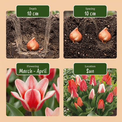 Tulipe de Greig en mélange (Tulipa greigii) — Bulbes calibre 11/12 - Verdeia - 6