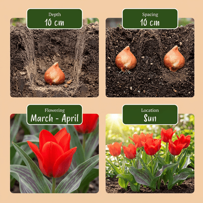 Tulipe de Greig rouge (Tulipa greigii) — Bulbes calibre 11/12 - Verdeia - 6