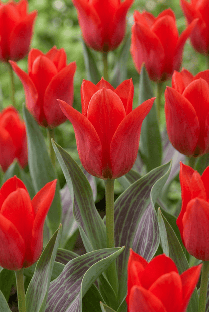Tulipe de Greig rouge (Tulipa greigii) — Bulbes calibre 11/12 - Verdeia - 1