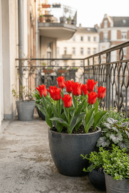 Tulipe de Greig rouge (Tulipa greigii) — Bulbes calibre 11/12 - Verdeia - 3