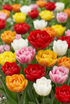 Mezcla de tulipanes dobles (Tulipán de flor de peonía) — Bulbos calibre 11/13 - Verdeia - 1