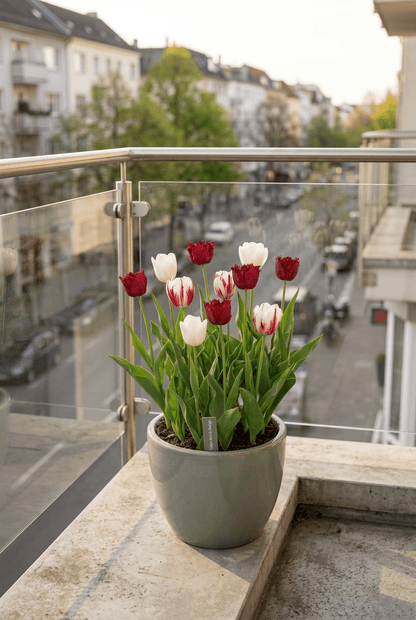 Tulipe &