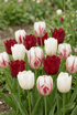 Tulipe &