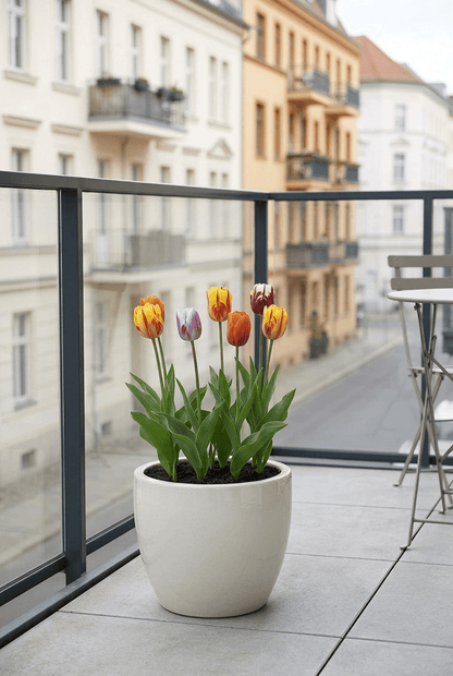 Tulipe &