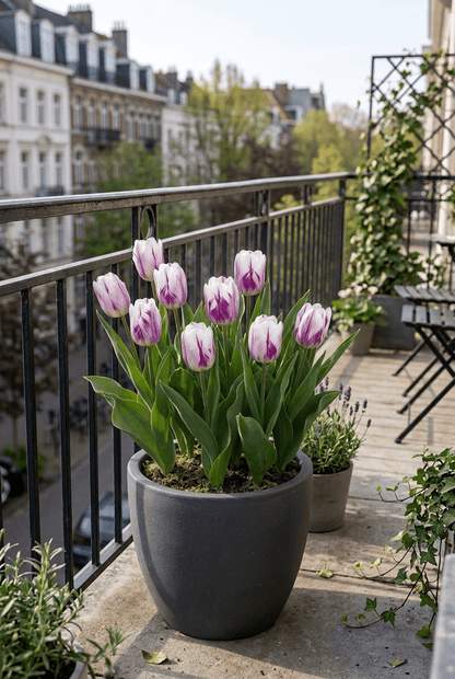 Tulipe &