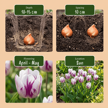 Tulipe &