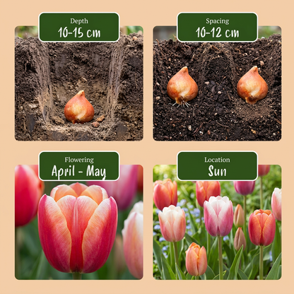 Tulipe &